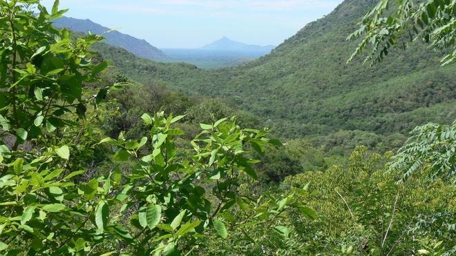Six forest officials suspended for letting tribals illegally cultivate over 1000 acres of land in Jawadhu Hills